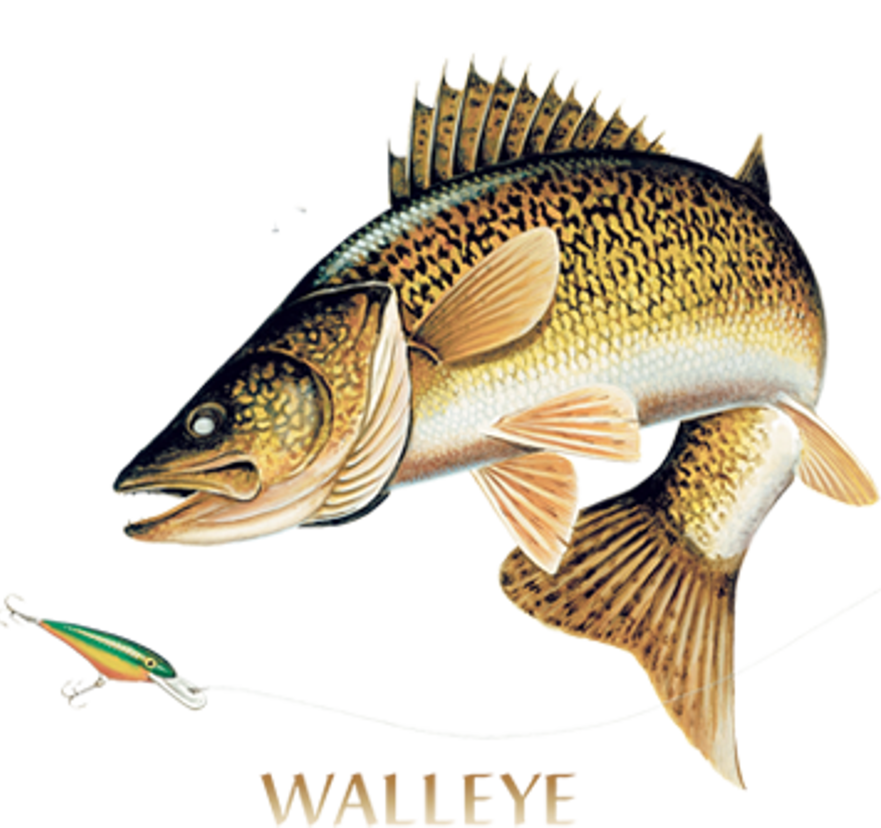 Walleye Combination Tall Sweatshirt