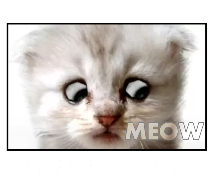 Funny I'm Not A Cat Zoom Lawyer Cat Meme City Backpack