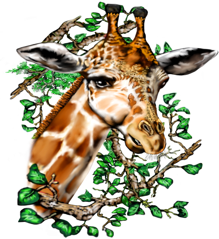 Wildlife - Big Face Giraffe Portrait Poster