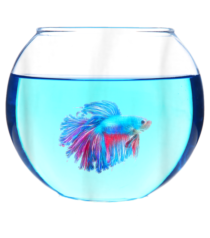 Glass Bowl Betta Fish Cooling Performance Crew T-Shirt