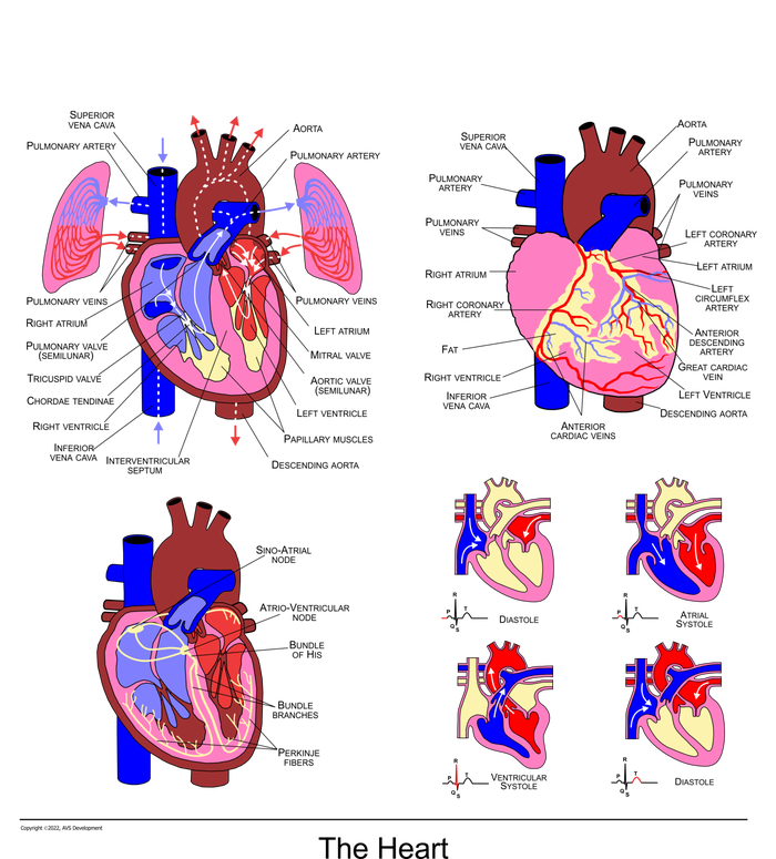 Anatomy Of The Heart Mug Stainless Steel Travel Mug