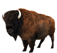 Realistic Bison T-Shirt