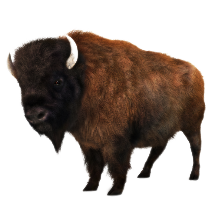 Realistic Bison T-Shirt