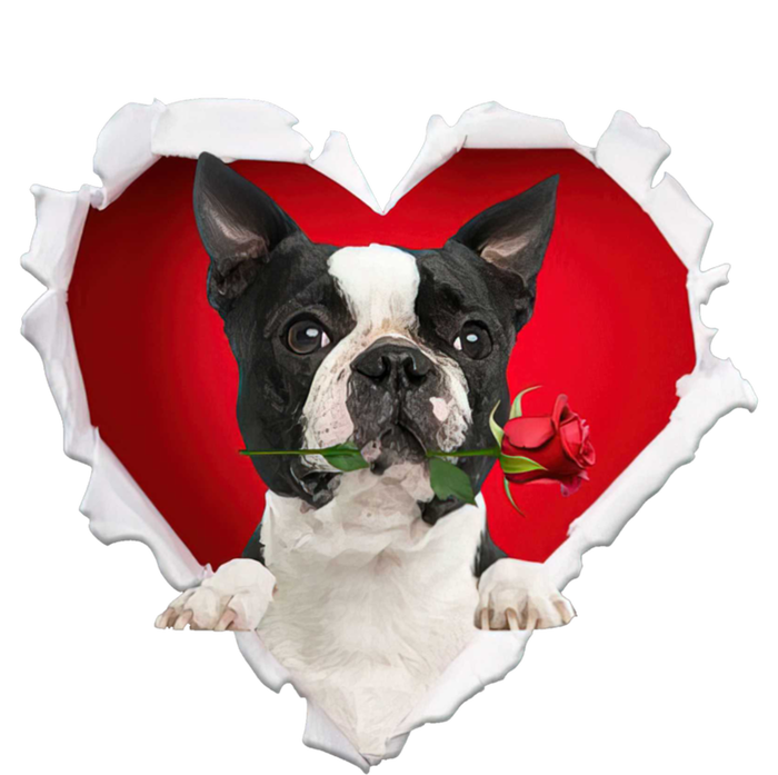 Boston Terrier Dog Rose Heart Valentines Day Couple Funny Gift Coaster