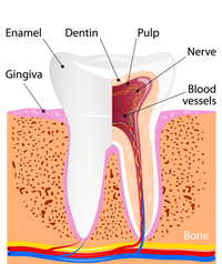 Dental Anatomy For Normal Tooth Dentin Enamel Gingiva Pulp Meaningful Gift Women's Racerback Tank