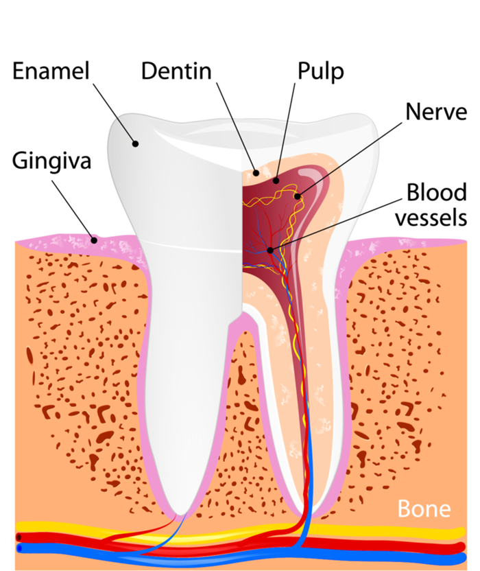 Dental Anatomy For Normal Tooth Dentin Enamel Gingiva Pulp Meaningful Gift Women's Racerback Tank