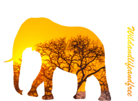 Elephant With Sunset In Africa Wildlife Elephants Gift T-Shirt