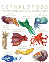 The Cephalopod Octopus Squid Cuttlefish And Nautilus T-Shirt