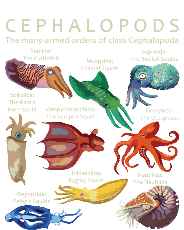 The Cephalopod Octopus Squid Cuttlefish And Nautilus T-Shirt