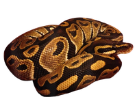 Snake Ball Python Tee Mousepad