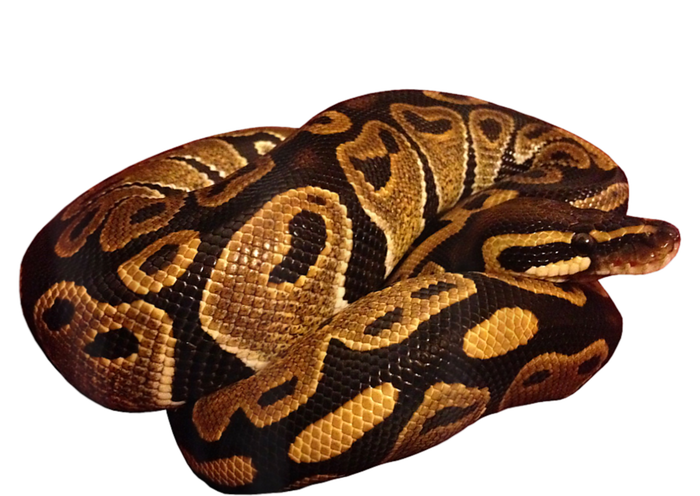 Snake Ball Python Tee Mousepad