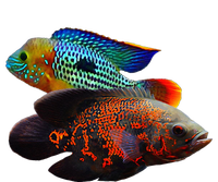 Oscar Fish Green Terror Cichlids Monster Fish Aquarium Pajama Set