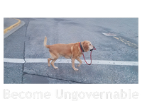 Become Ungovernable Funny Dog Meme T-Shirt