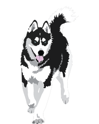 Black And White Siberian Husky Snow Dog T-Shirt