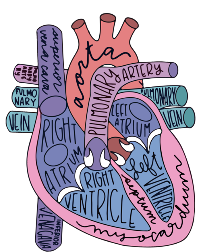 Anatomy Heart Cardiac Anatomy Medical Science School Gift Magnet