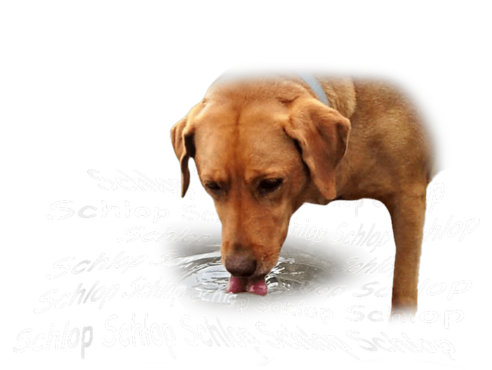 Schlop Dog Drinking Water Meme Valucap Bio-Washed Visor