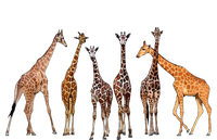 Cool Giraffe For Zoo Animal Lovers Safari Wildlife T-Shirt