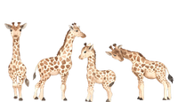 Giraffe Gift For Animal Love T-Shirt