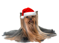 Cute Yorkshire Terrier Christmas Gift Santa Long Hair Yorkie Great Gift Pom Pom 12in Knit Beanie