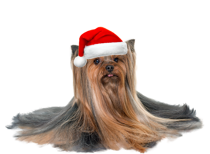 Cute Yorkshire Terrier Christmas Gift Santa Long Hair Yorkie Great Gift Pom Pom 12in Knit Beanie