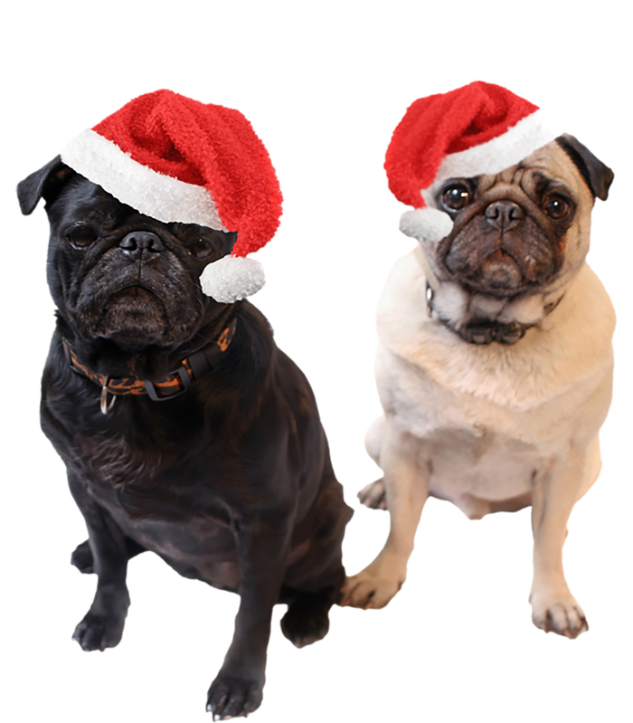 Cute Pugs Santa Hats Funny Dog Portrait Image Christmas Pug Gift Striped Beanie with Solid Band