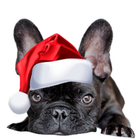 Cute French Bulldog Santa Hat Frenchie Image Christmas Gift Funny Gift Kids T-Shirt