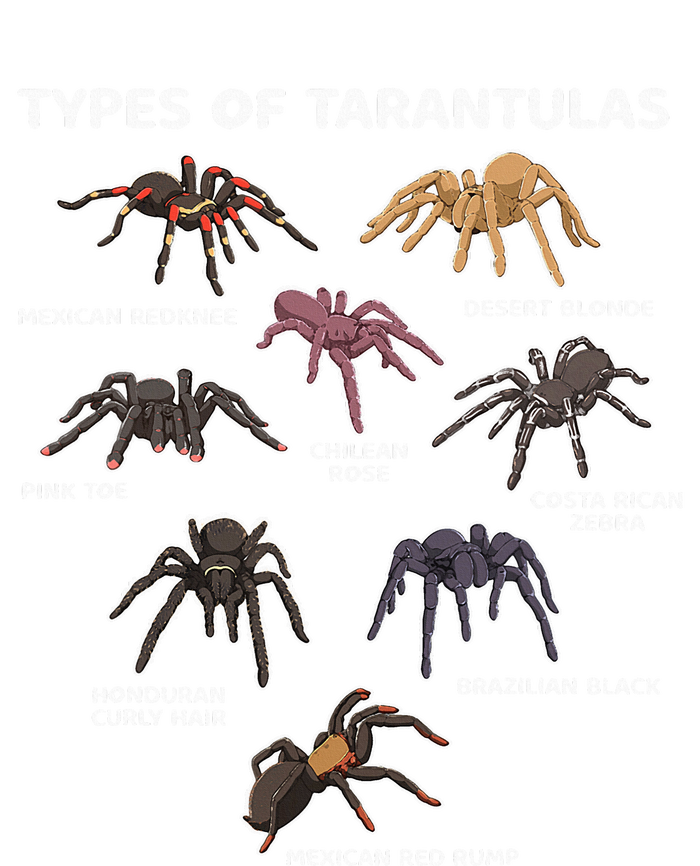 Types Of Tarantulas Toe Chilean Mexican Hairy Spider Striped Beanie with Solid Band