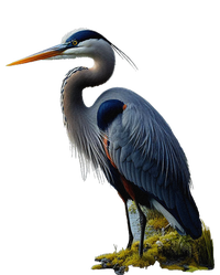 Great Blue Heron. ArtistS Rendition. T-Shirt