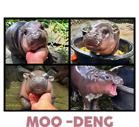 The Famous Baby Pigmy Hippo Moodeng Cool Comfort Performance Bucket Hat