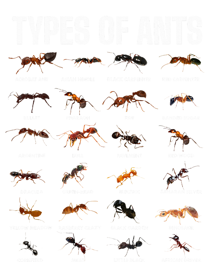 Types Of Ants For Ant Keeper Lovers T-Shirt