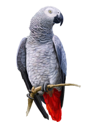 Beautiful African Grey Parrot T-Shirt