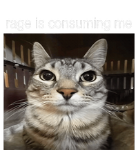 Rage Is Consuming Me Silly Staring Cat Meme Cooling Performance Long Sleeve Crew