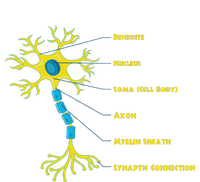 Neuroscientist Nucleus Neurobiologist Neuroscience Biology Ceramic Star Ornament