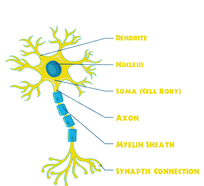 Neuroscientist Nucleus Neurobiologist Neuroscience Biology Ceramic Star Ornament