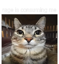 Rage Is Consuming Me Silly Staring Cat Meme Gift Magnet