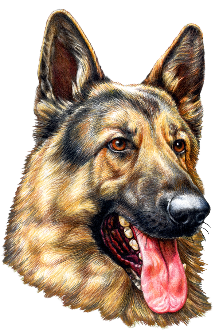 German Shepherd Face T-Shirt