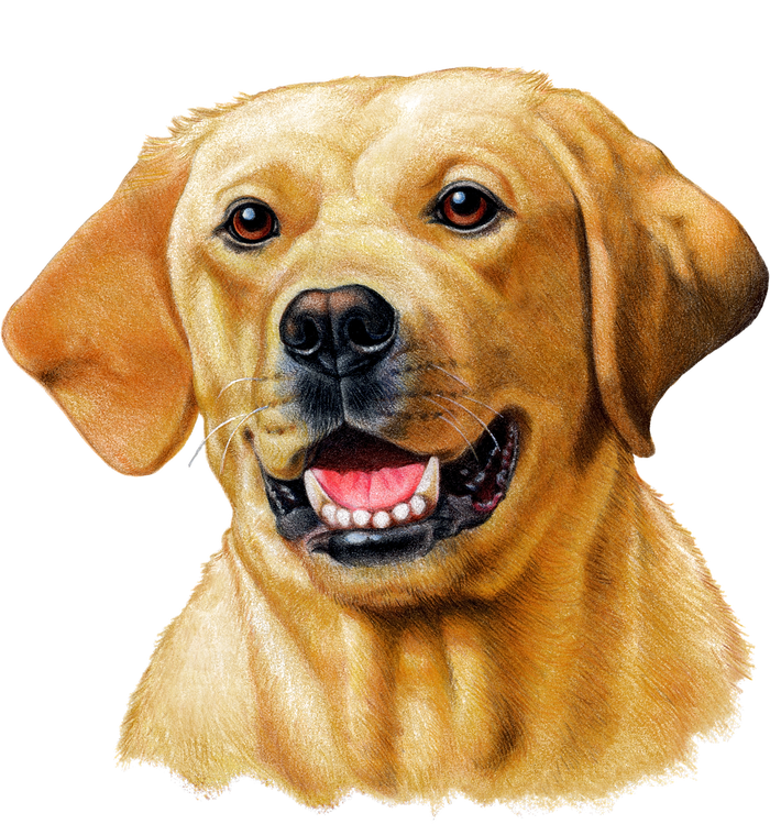 Yellow Lab T-Shirt