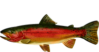 Wildlife - Rainbow Trout Side Canvas