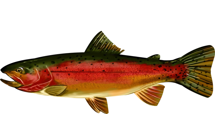 Wildlife - Rainbow Trout Side Canvas